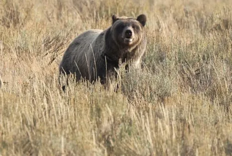 Hiker Attacked by Grizzly in National Park Air Lifted to Trauma Center