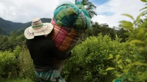 America Classifies Colombia as Non-Cooperative in Drug War
