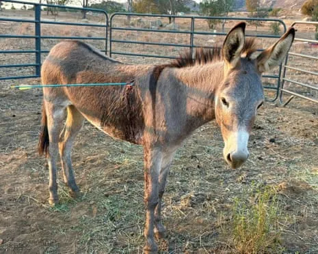 Donkey Healing Following Latest Arrow Attack on Wild Burros in the Golden State