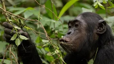 Chimpanzees Ingesting a Daily Dose of an Alcoholic Beverage Daily from Overripe Fruit, Investigation Shows