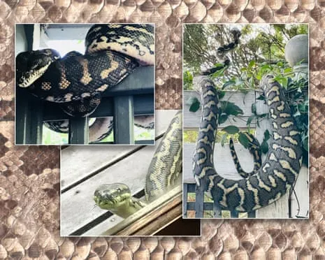 Accepting the Snakes in the Overhead Space: An Evolution from Anxiety to Admiration